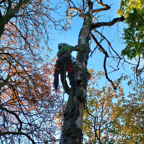 Baumarbeiten gehören zu den gefährlichsten Arbeiten im Garten- und Landschaftsbau. Damit Sie als Kunde nicht mit vermeidbaren Schäden oder Unfällen konfrontiert werden, ist es ratsam einen qualifizierten Fachbetrieb zu engagieren.